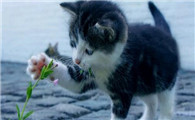 什么植物对猫咪有害