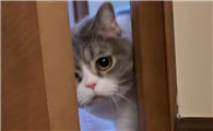 猫咪为什么要来敲门门的声音