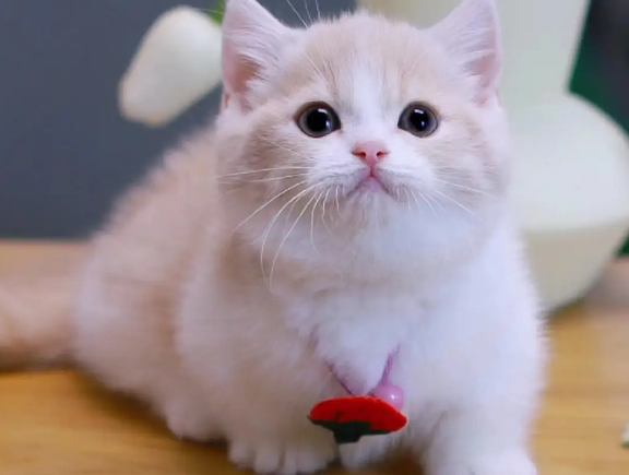短腿猫是基因缺陷吗为什么呢