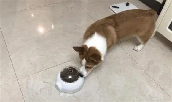 如何挑选边牧狗粮柯基狗粮呢