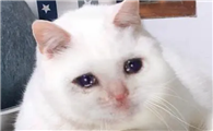 猫咪为什么突然掉眼泪呢
