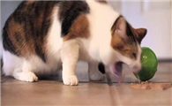 猫咪为什么突然就吐了