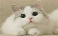 猫咪为什么会干燥的原因