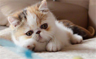 星期猫几天出现症状