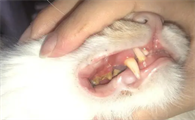 猫咪拔了牙会怎么样吗