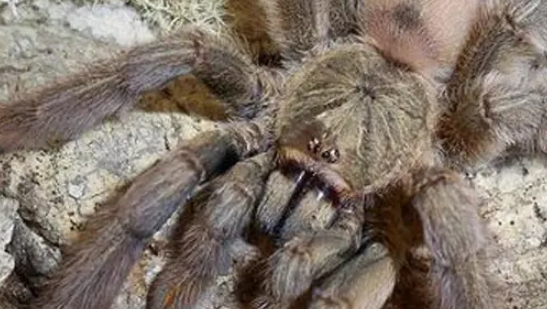 捕鸟蛛科普-千里达老虎尾