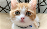 猫咪的肚子为什么不能动啊