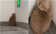 猫咪为什么埋到墙上呢
