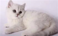 猫咪食欲下降但很精神意味着什么