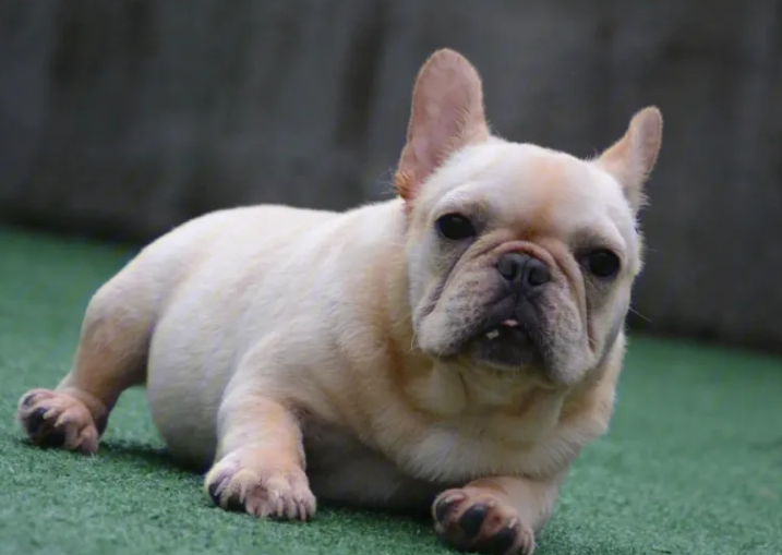 法国斗牛犬怎么样值得养吗