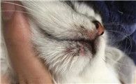 人感染猫藓是因为猫传染吗