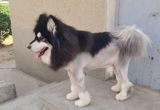 阿拉斯加犬怎么样修毛好看