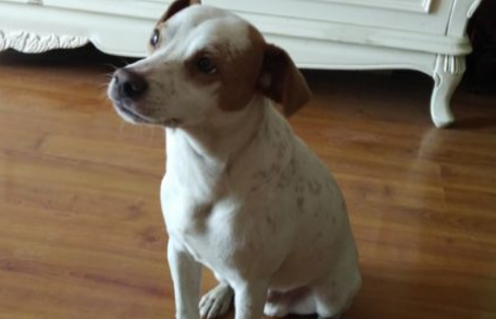 太仓猎犬适合家养吗？