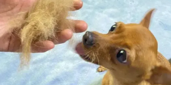 小鹿犬掉毛是怎么回事啊