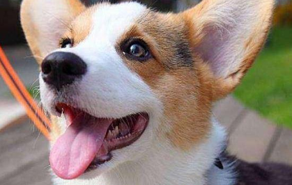 柯基犬的咬合力怎么样啊 柯基犬的咬合力怎么样啊