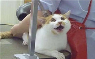 为什么猫很难吹干呢
