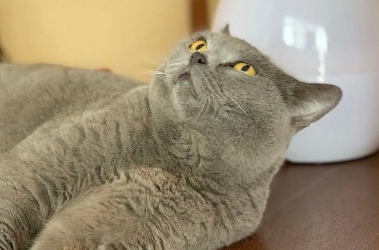 训练一只沙特尔猫需要多长时间? 训练一只沙特尔猫需要多长时间?