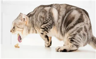 猫咪呕吐吃什么药呢