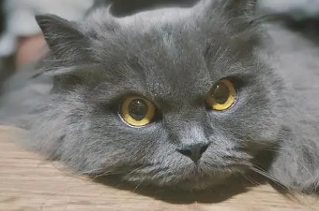 返祖猫好养活吗？一文给你答案！
