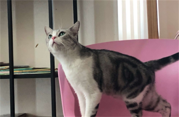 天生卷尾的猫中王者麒麟猫,现在为什么这么惨? 天生卷尾的猫中王者麒麟猫,现在为什么这么惨?
