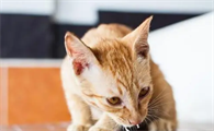 猫咪为什么不能吃胶原蛋白呢