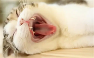 猫咪为什么爱啃牙齿啊