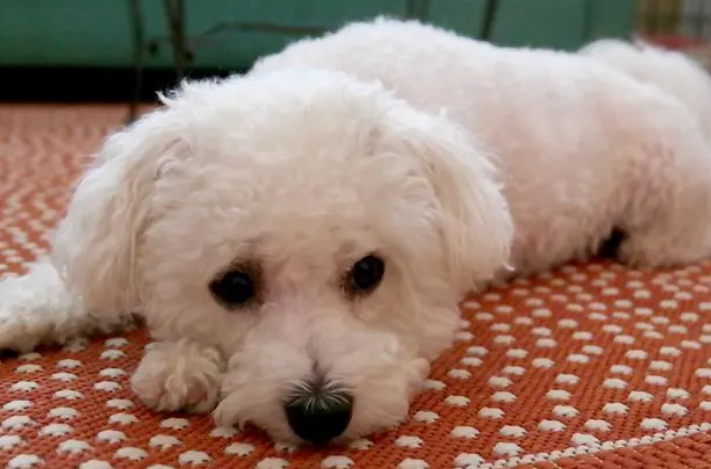 比熊犬怎么样训才不乱拉屎拉尿呢