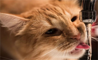 猫咪为什么不喝水排尿少啊