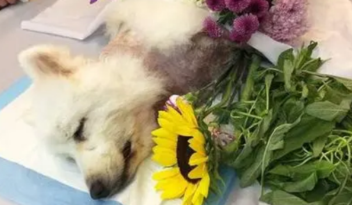 派氦闻宠物殡葬服务好不好？