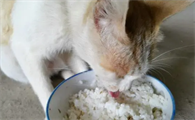 猫咪可以吃米饭吗如果吃了会怎样