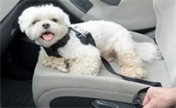 狗狗晕车怎么治疗最好