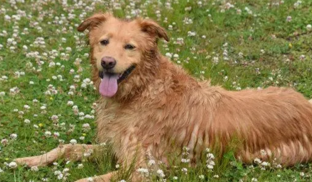 新斯科舍猎鸭犬科普！