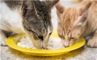 猫咪为什么要偷吃鸡精啊