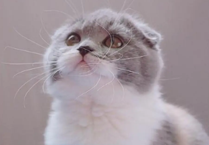 折耳猫的性格是怎么样的