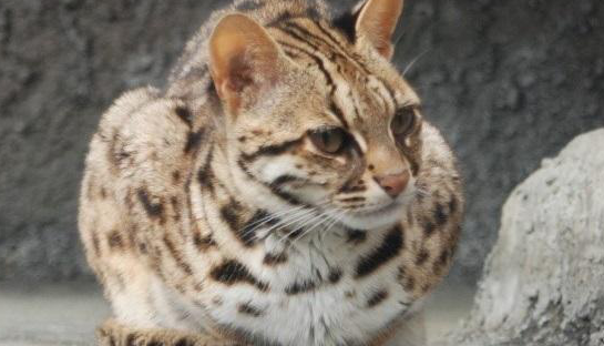 重庆大巴山发现“石虎”，是我国12种野生猫科动物之一，非常凶猛