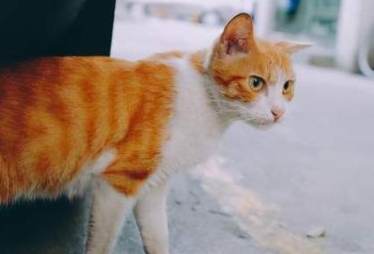 探宠团队找猫可靠吗? 探宠团队找猫可靠吗?