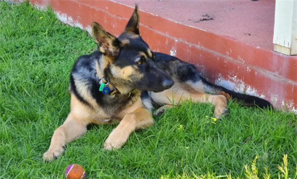 德牧幼犬驱虫之后多久可以进食啊