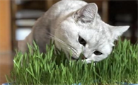 猫草怎么给猫咪吃最好