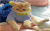 猫为什么不粘衣服