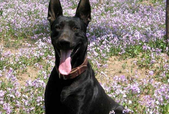养狗,推荐你养“黑狼犬”,养过的都说好! 养狗,推荐你养“黑狼犬”,养过的都说好!