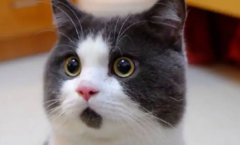 惊讶猫详细介绍！