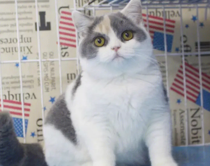 英短三花猫的性格优缺点
