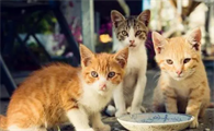 猫咪为什么长大反而吃得少了