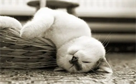 猫咪专车托运好吗安全吗