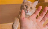被两个月小猫抓伤出血要打针吗