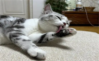 为什么猫猫喜欢踩我呢