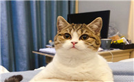 猫咪为什么会叫猫星人