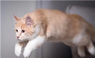 猫咪为什么要自由活动呢