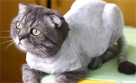 猫咪为什么每天脱毛呢