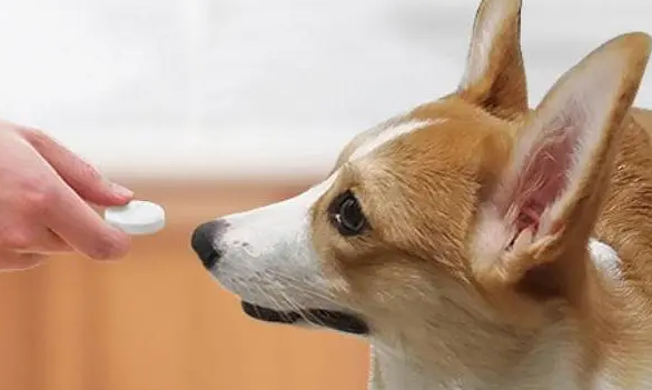 科灵格宠肠宝益生菌价格